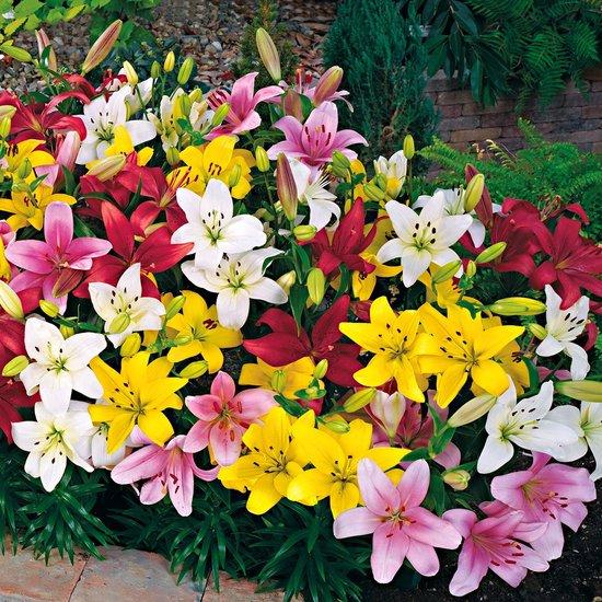 Lilium Mix - 5 stuks - Bloembollen