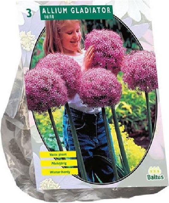 Allium Gladiator His Excellence - 3 stuks - Bloembollen