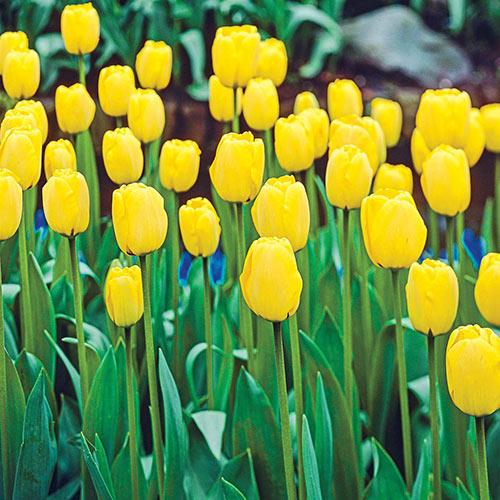 Tulipa Apeldoorn Geel, Darwin - 20 stuks - Bloembollen