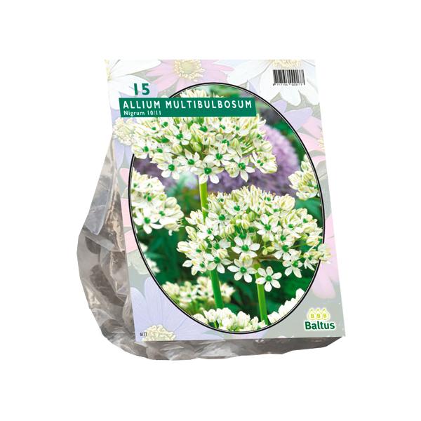 Allium Nigrum Multibubosum - 15 stuks - Bloembollen
