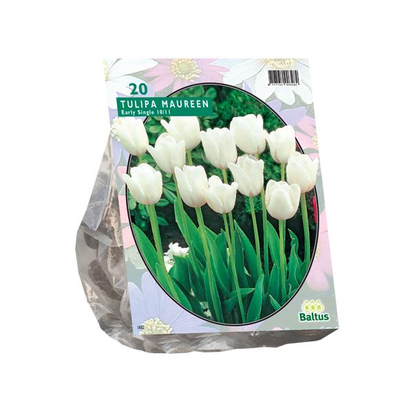 Tulipa Maureen, Enkel Laat - 20 stuks - Bloembollen