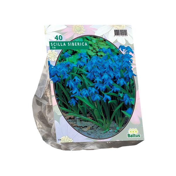 Scilla Siberica - 40 stuks - Bloembollen