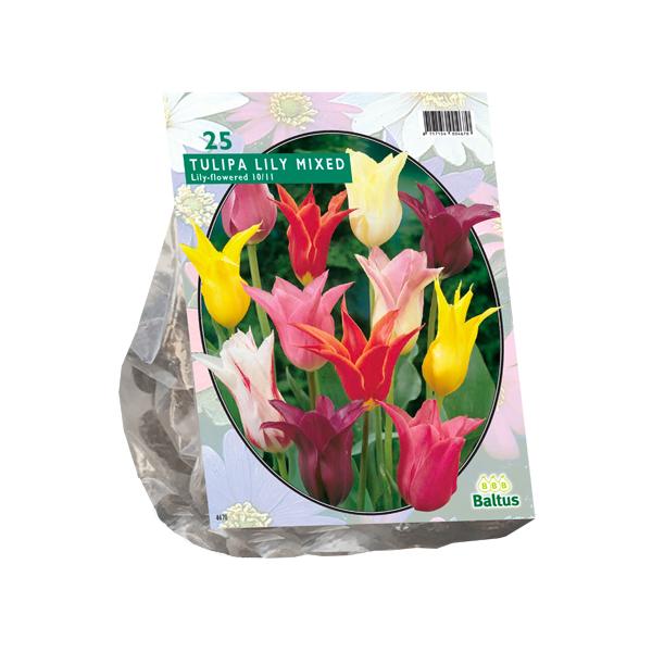 Tulipa Leliebloemig, Mix - 25 stuks - Bloembollen