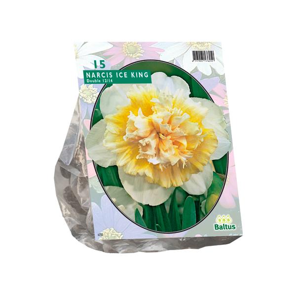 Narcis Ice King - 15 stuks - Bloembollen