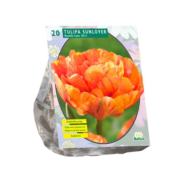 Tulipa Dubbel Laat Sunlover - 20 stuks - Bloembollen