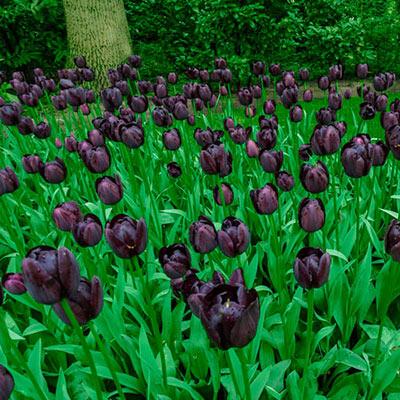 Tulipa Queen of Night, Enkel Laat - 20 stuks - Bloembollen