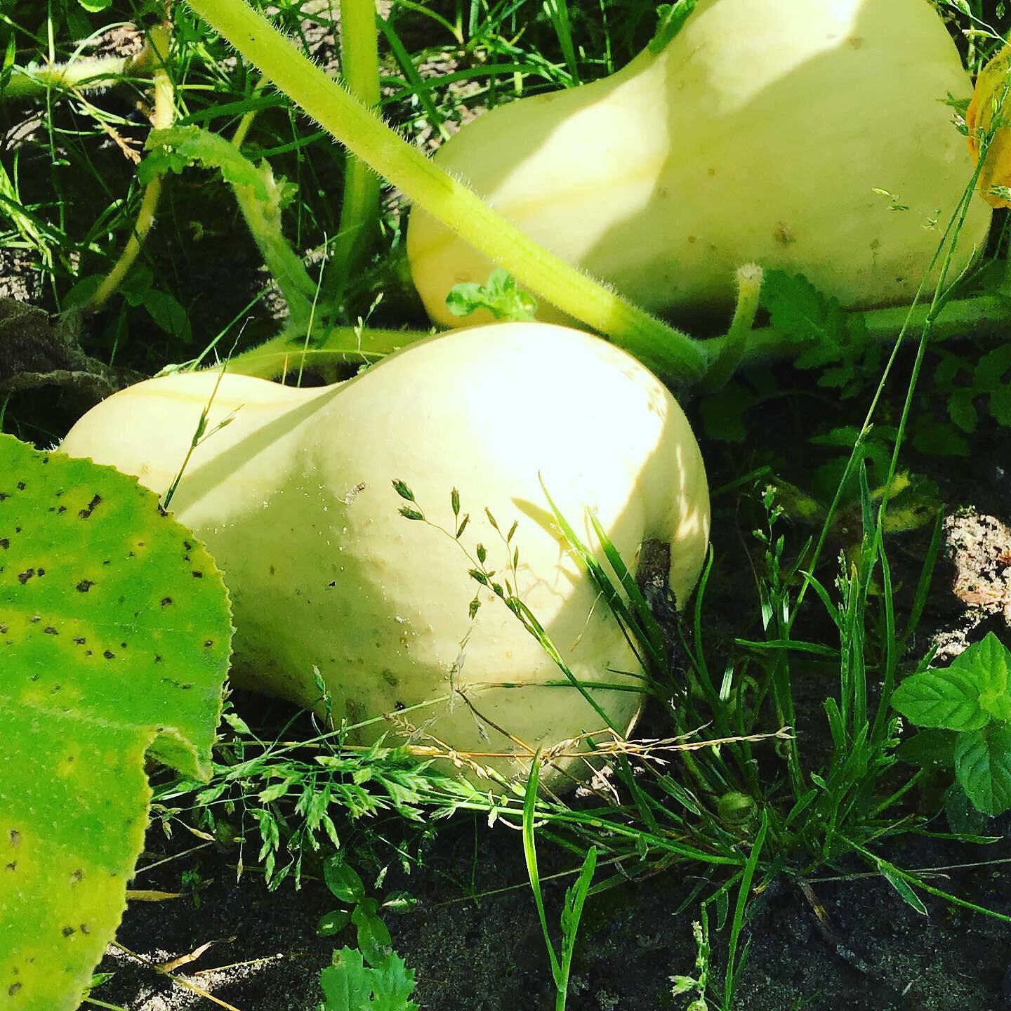 Eetbare Pompoen Waltham Butternut (BIO) - Zaden