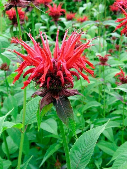 Bergamotplant (Monarda 'Cambridge Scarlet') - Tuinplanten