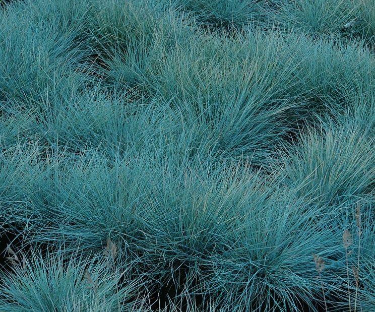 Blauw schapengras (Festuca glauca 'Elijah Blue) - Tuinplanten