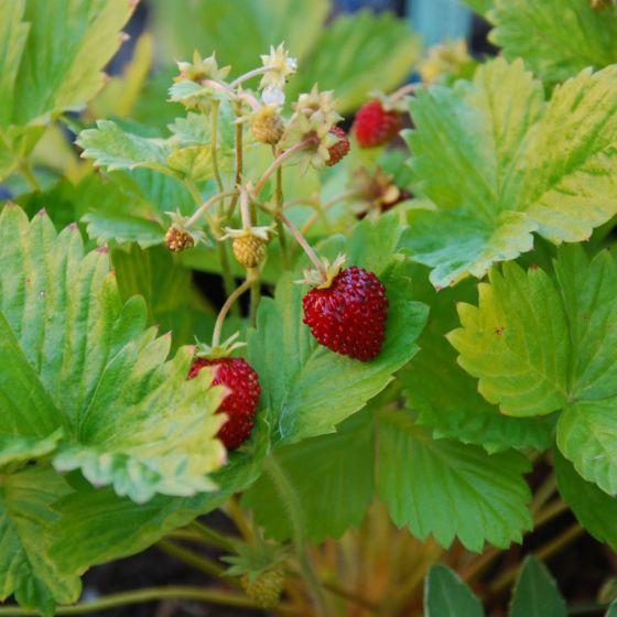 Bosaardbei (Fragaria vesca 'Alexandria') - Tuinplanten