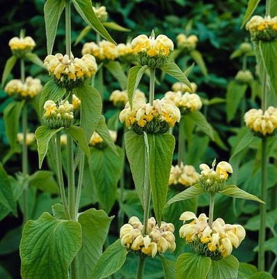 Brandkruid (Phlomis russelania) - Tuinplanten
