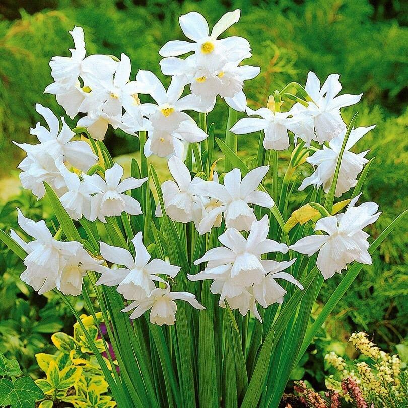 Narcis Mini Thalia - 20 stuks - Bloembollen