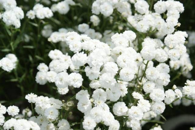 Duizendblad (Achillea ptarmica 'The Pearl') - Tuinplanten