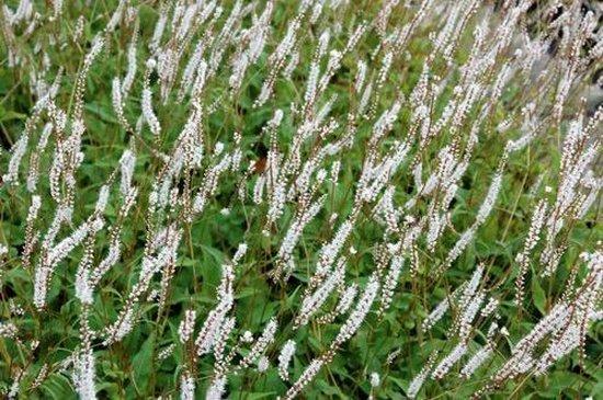 Duizendknoop (Persicaria ampl Alba) - Tuinplanten