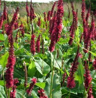 Duizendknoop (Persicaria ampl Blackfield) - Tuinplanten