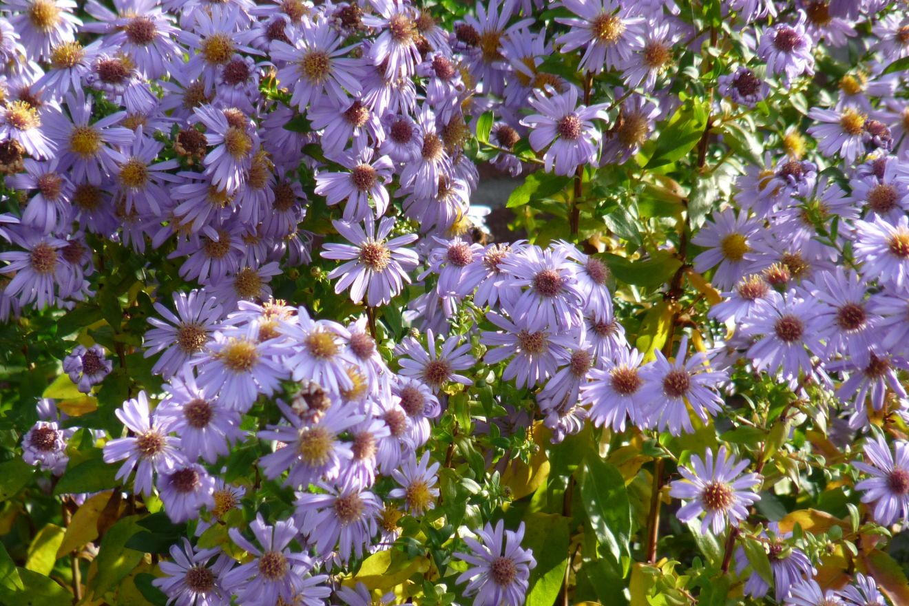Dwerg aster (Aster ageratoides 'Asran') - Tuinplanten