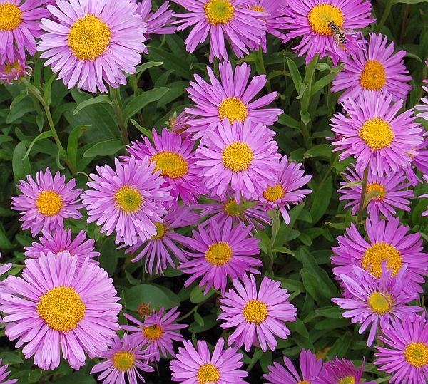 Dwerg aster (Aster alpinus 'Happy End') - Tuinplanten