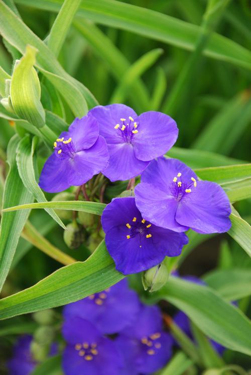 Eendagsbloem (Tradescantia (A) 'Zwanenburg Blue') - Tuinplanten