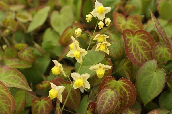 Elfenbloem (Epimedium versicolor 'Sulphureum') - Tuinplanten
