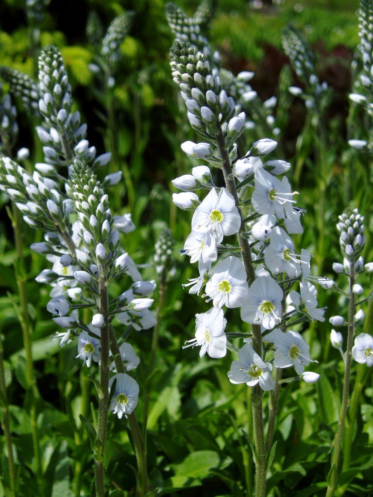 Ereprijs (Veronica gentianoides) - Tuinplanten