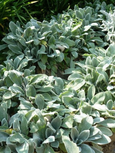 Ezelsoor (Stachys byzantina 'Silver Carpet') - Tuinplanten