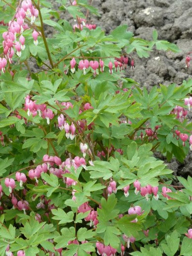 Gebroken hartjes (Dicentra spectabilis) - Tuinplanten