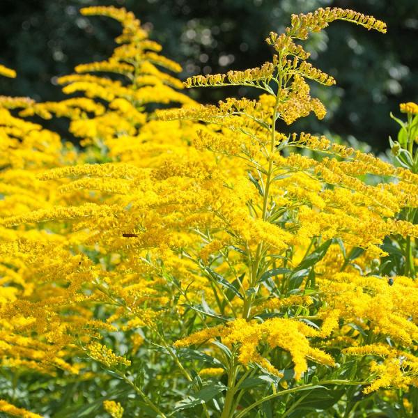 Guldenroede (Solidago 'Goldkind') - Tuinplanten