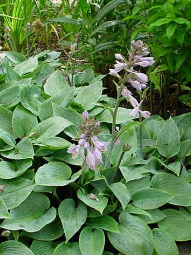 Hartlelie (Hosta 'Halcyon') - Tuinplanten
