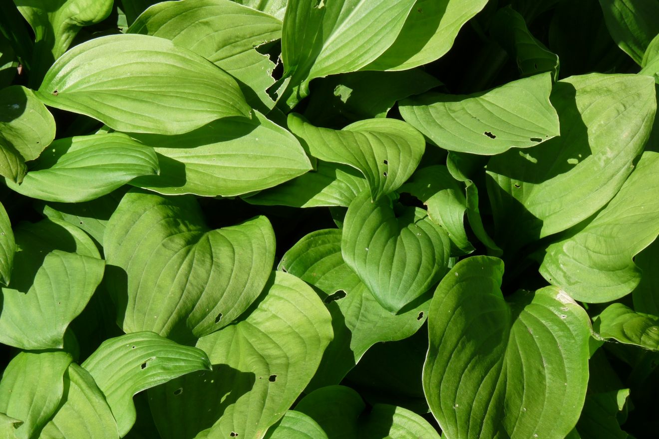 Hartlelie (Hosta sieboldii 'Snowflakes') - Tuinplanten