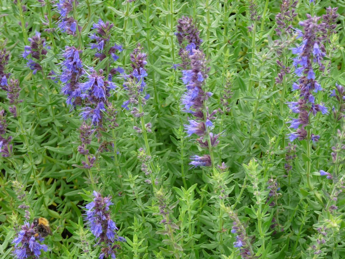 Hyssop (Hyssopus officinalis) - Tuinplanten