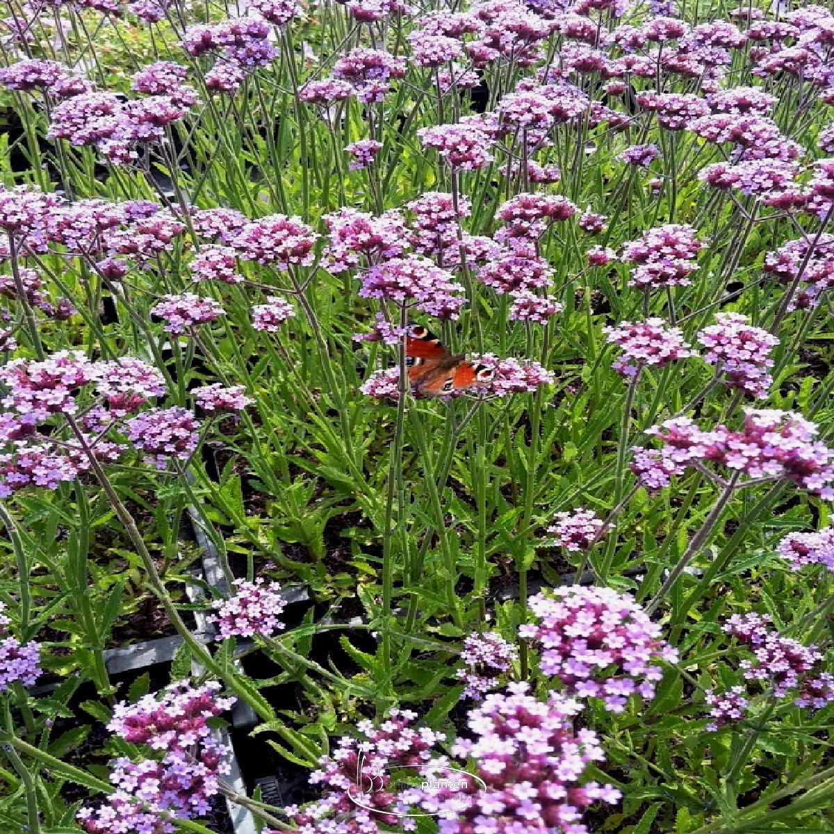 IJzerhard (Verbena bonariensis) - Tuinplanten