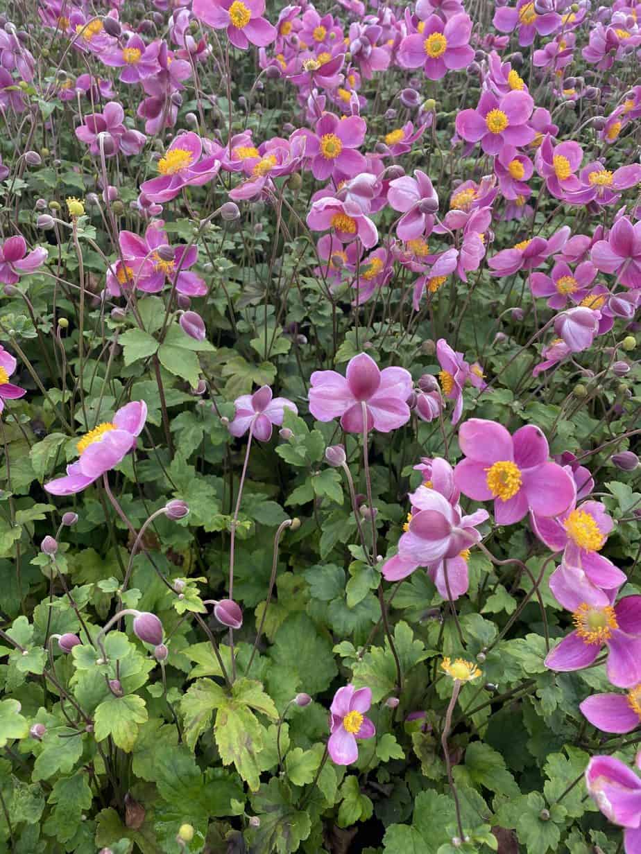 Japanse anemoon (Anemone hup. 'Königin Charlotte') - Tuinplanten