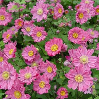 Japanse anemoon (Anemone hup. 'Pamina') - Tuinplanten