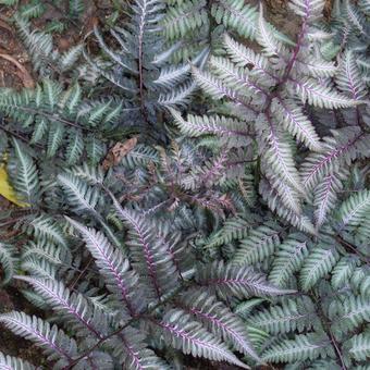 Japanse regenboog (Athyrium niponicum ‘Metallicum’) - Tuinplanten