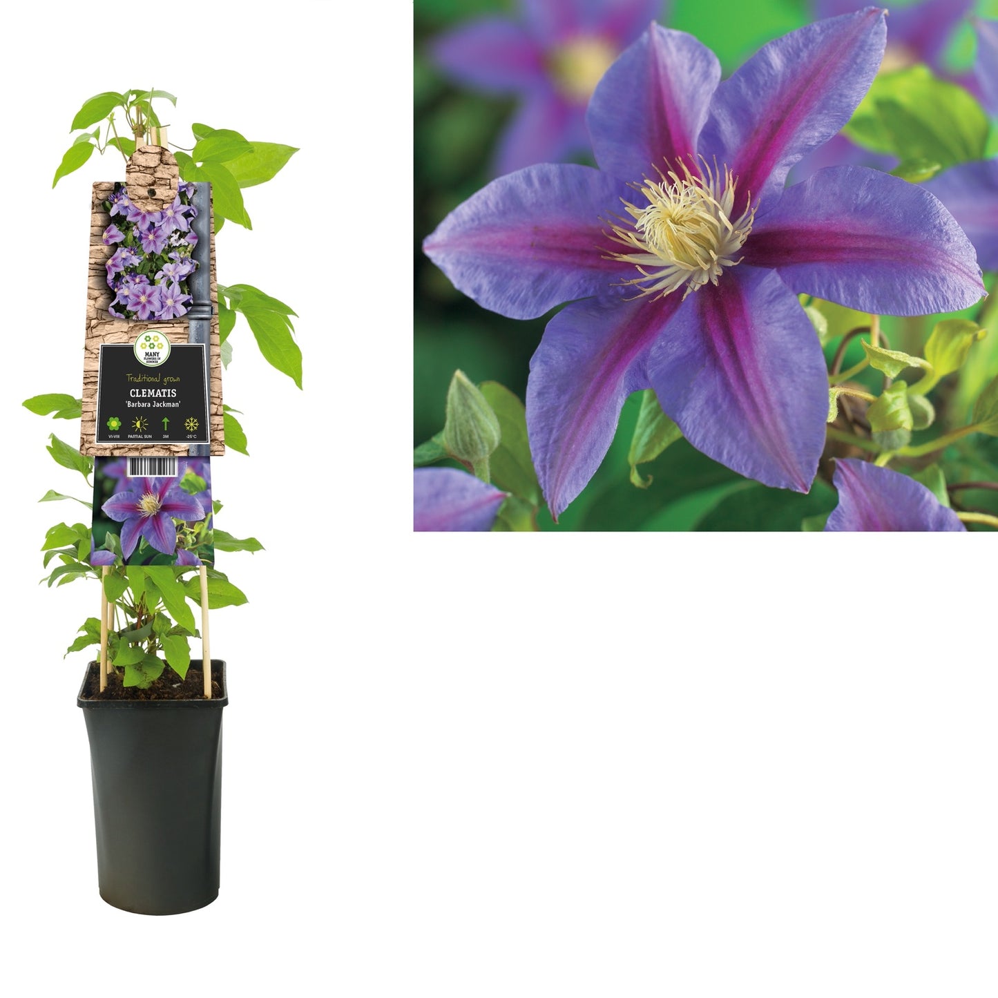 Klimplant Clematis Barbara Jackman (Bosrank) - Klimplanten