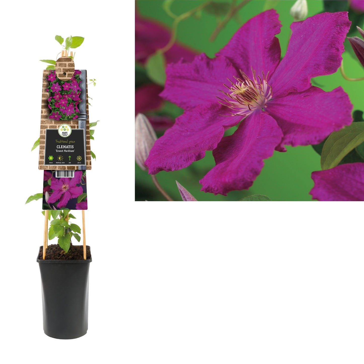 Klimplant Clematis Ernest Markham (Bosrank) - Klimplanten