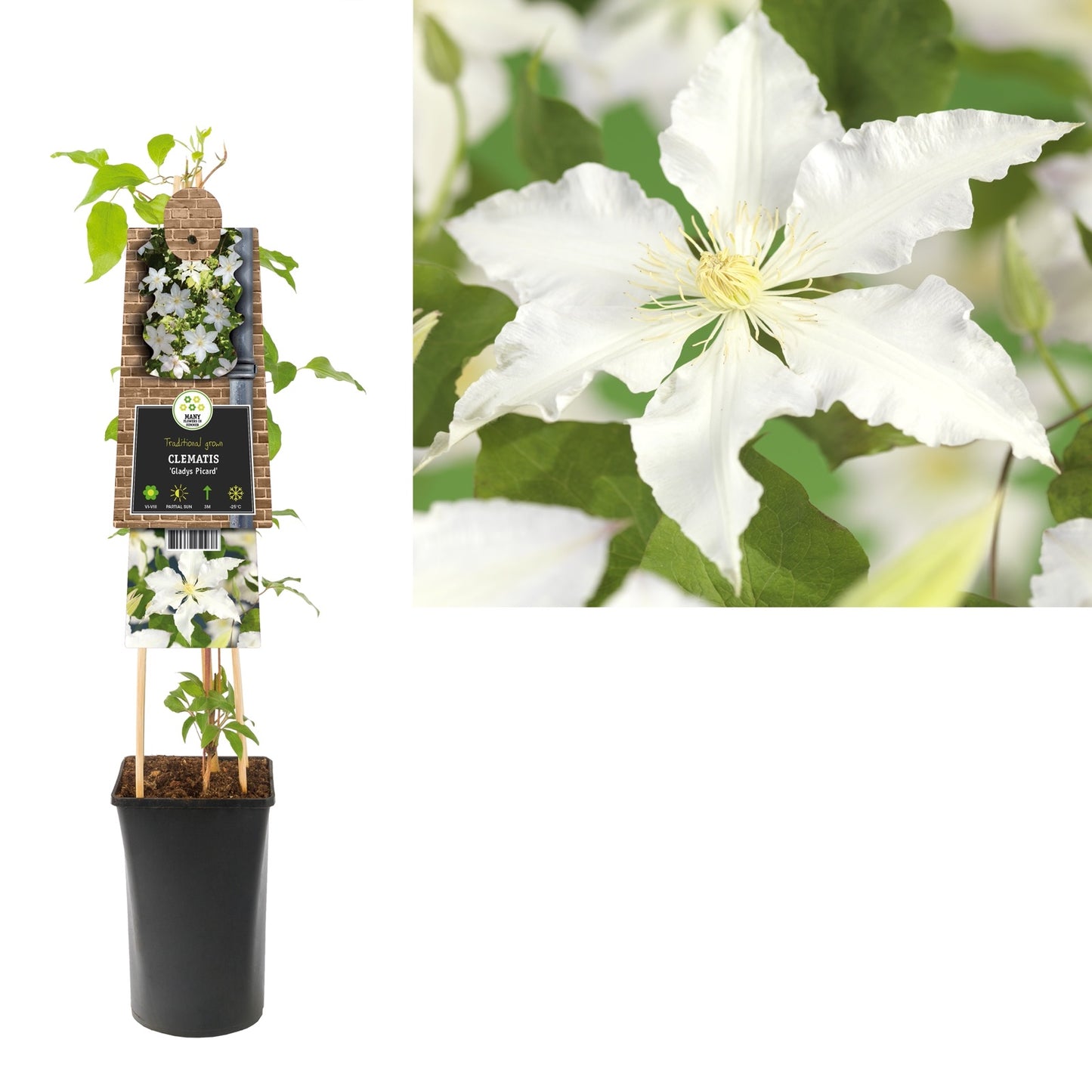 Klimplant Clematis Gladys Picard (Bosrank) - Klimplanten