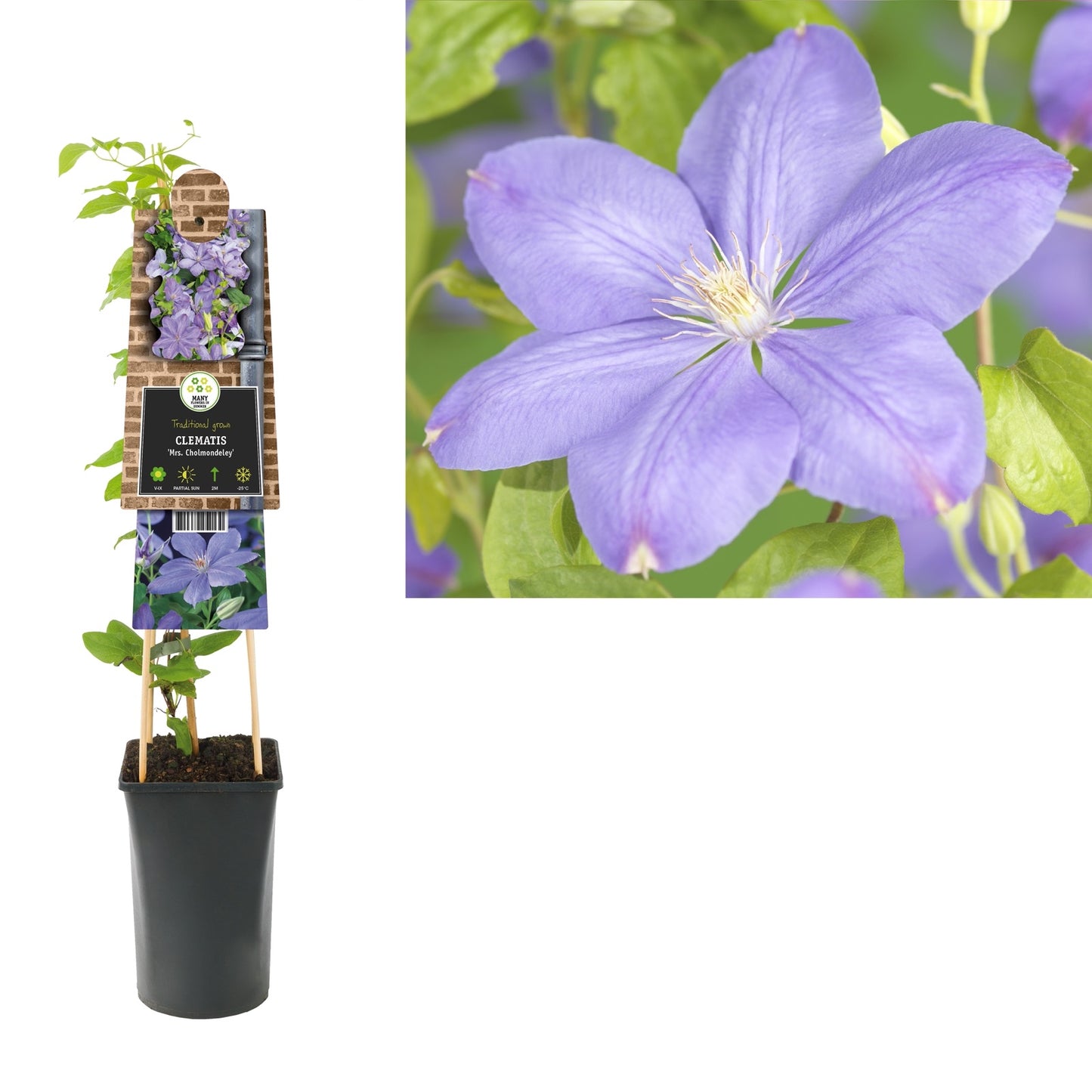 Klimplant Clematis Mrs. Cholmondeley (Bosrank) - Klimplanten