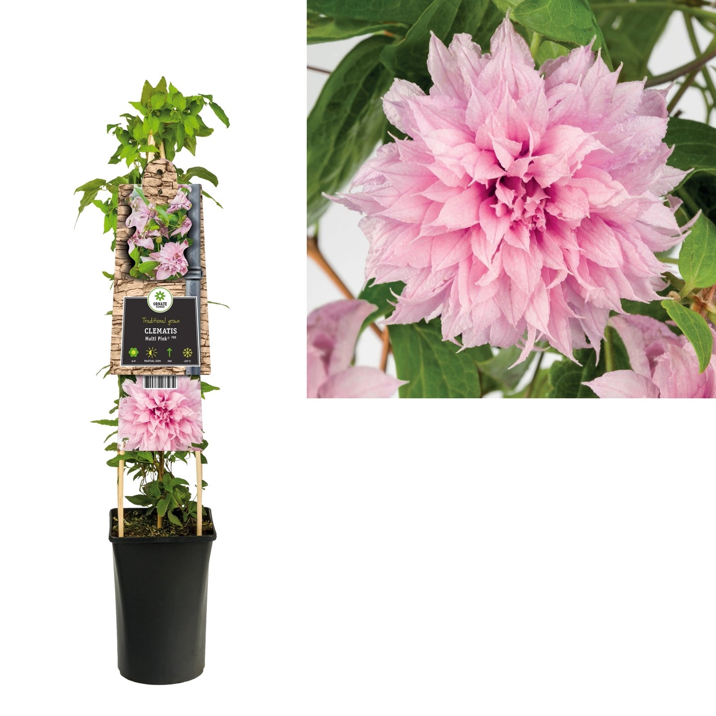 Klimplant Clematis Multi Pink® PBR (Bosrank) - Klimplanten