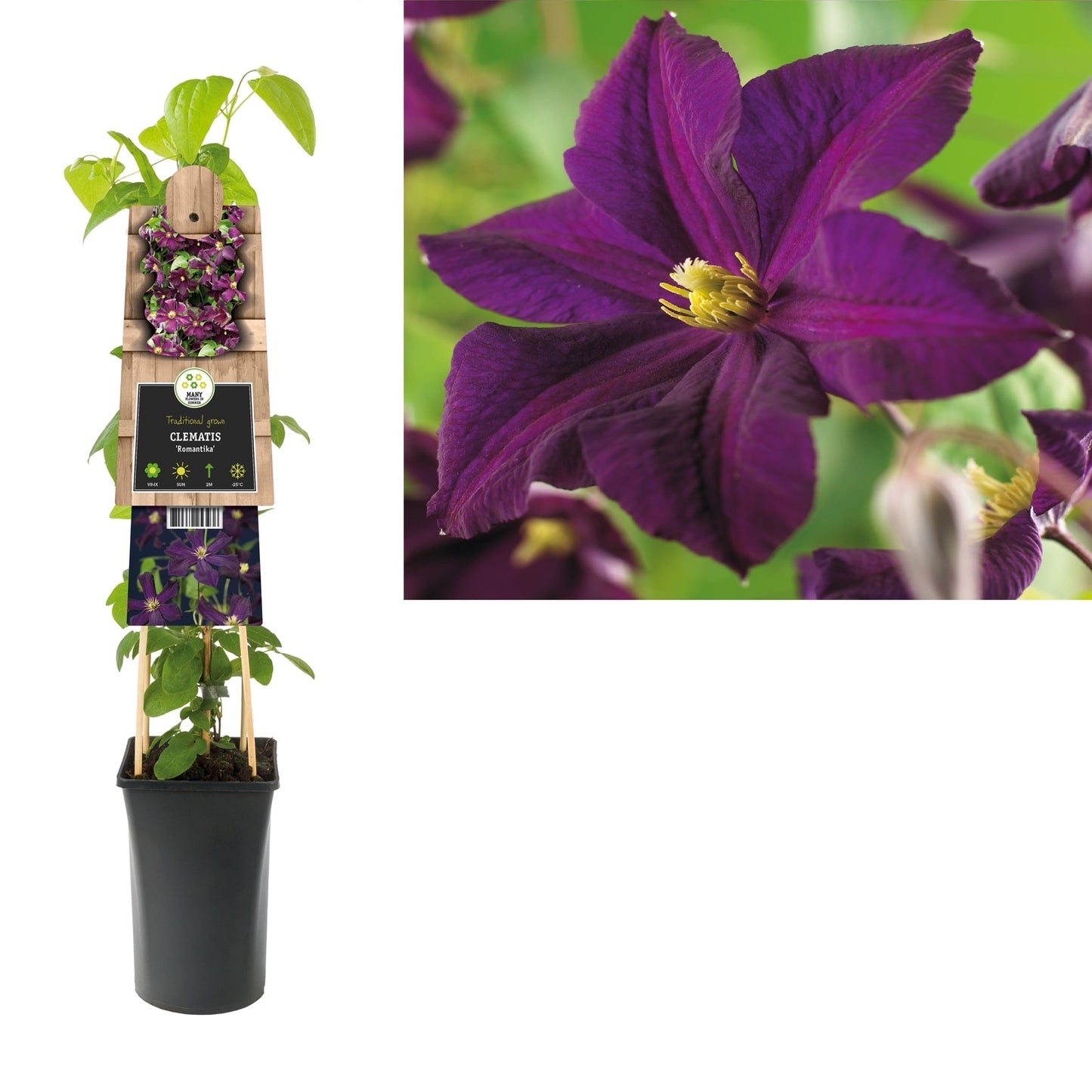 Klimplant Clematis Romantika (Bosrank) - Klimplanten
