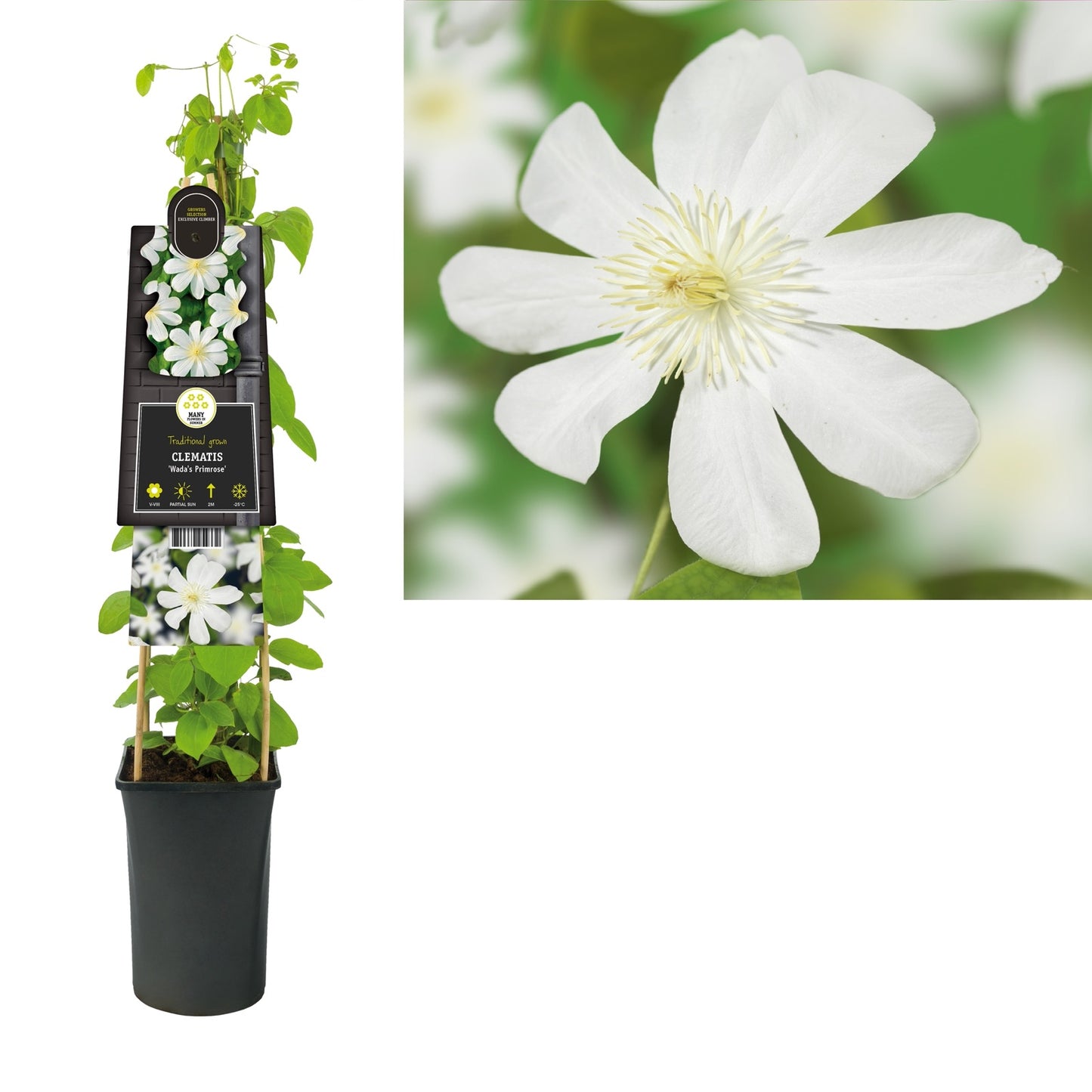 Klimplant Clematis Wada s Primrose (Bosrank) - Klimplanten