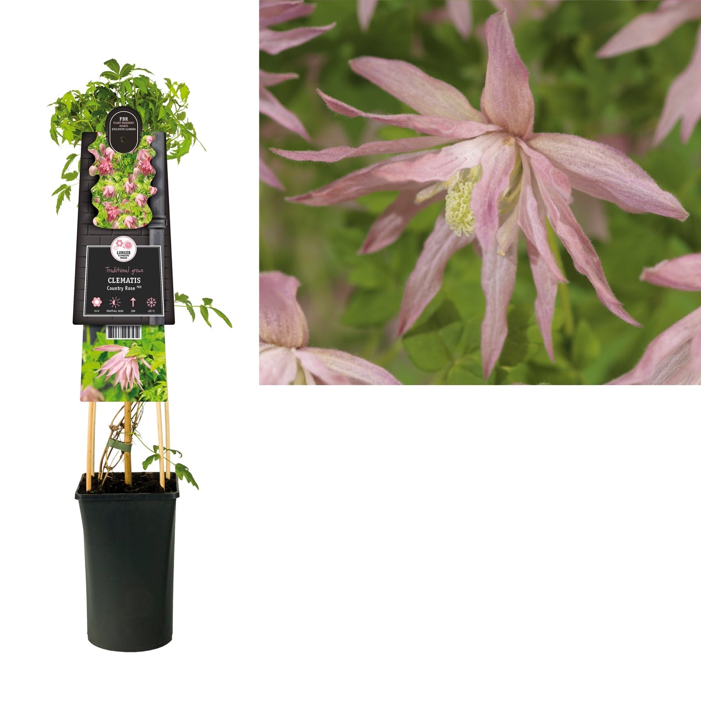 Klimplant Clematis Country Rose PBR (Bosrank) - Klimplanten