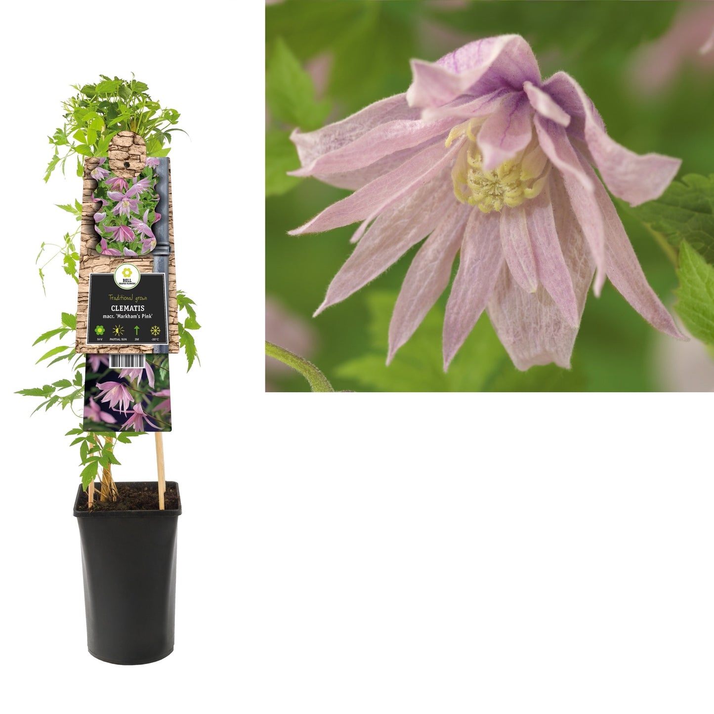 Klimplant Clematis macr. Markham s Pink (Bosrank) - Klimplanten