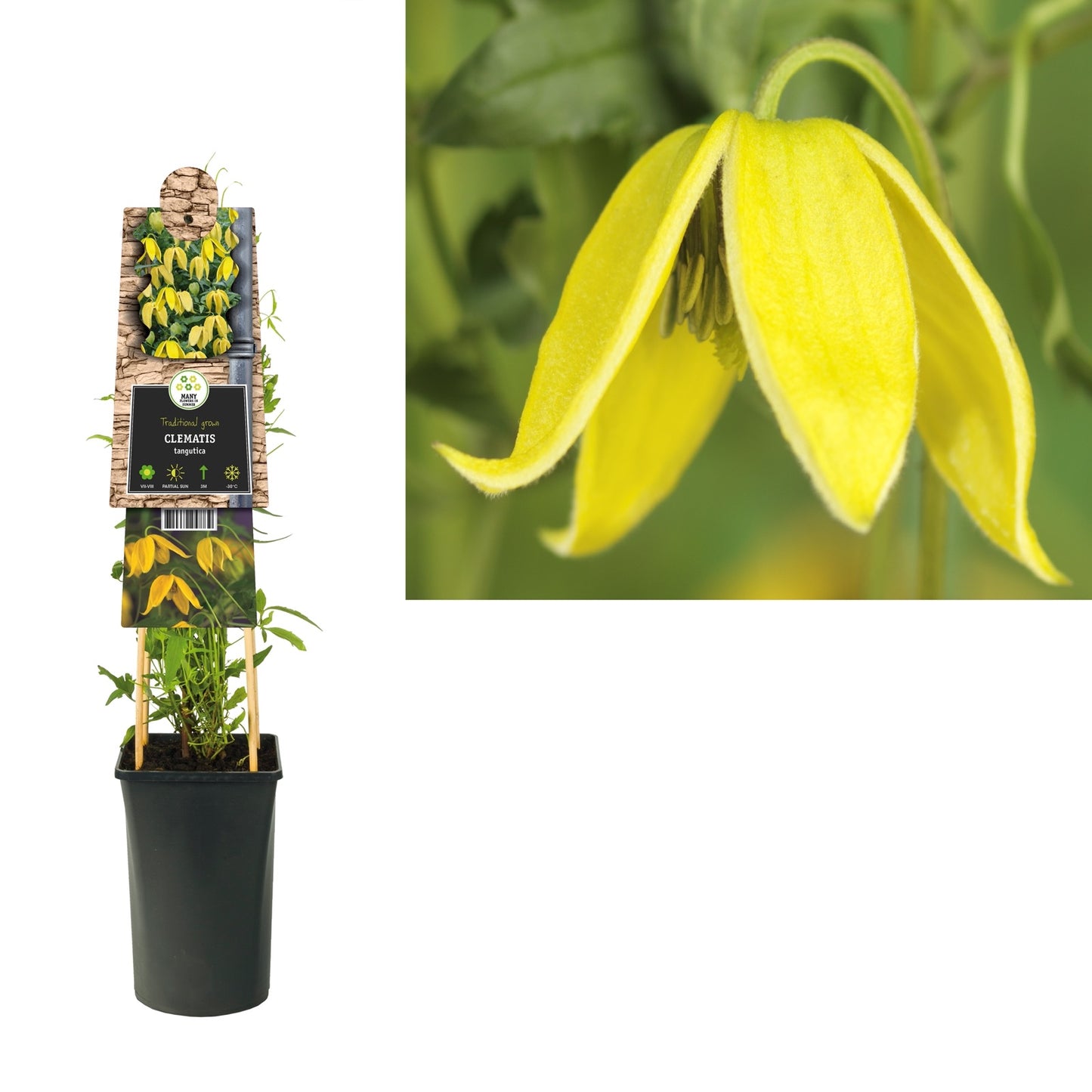 Klimplant Clematis tangutica (Bosrank) - Klimplanten