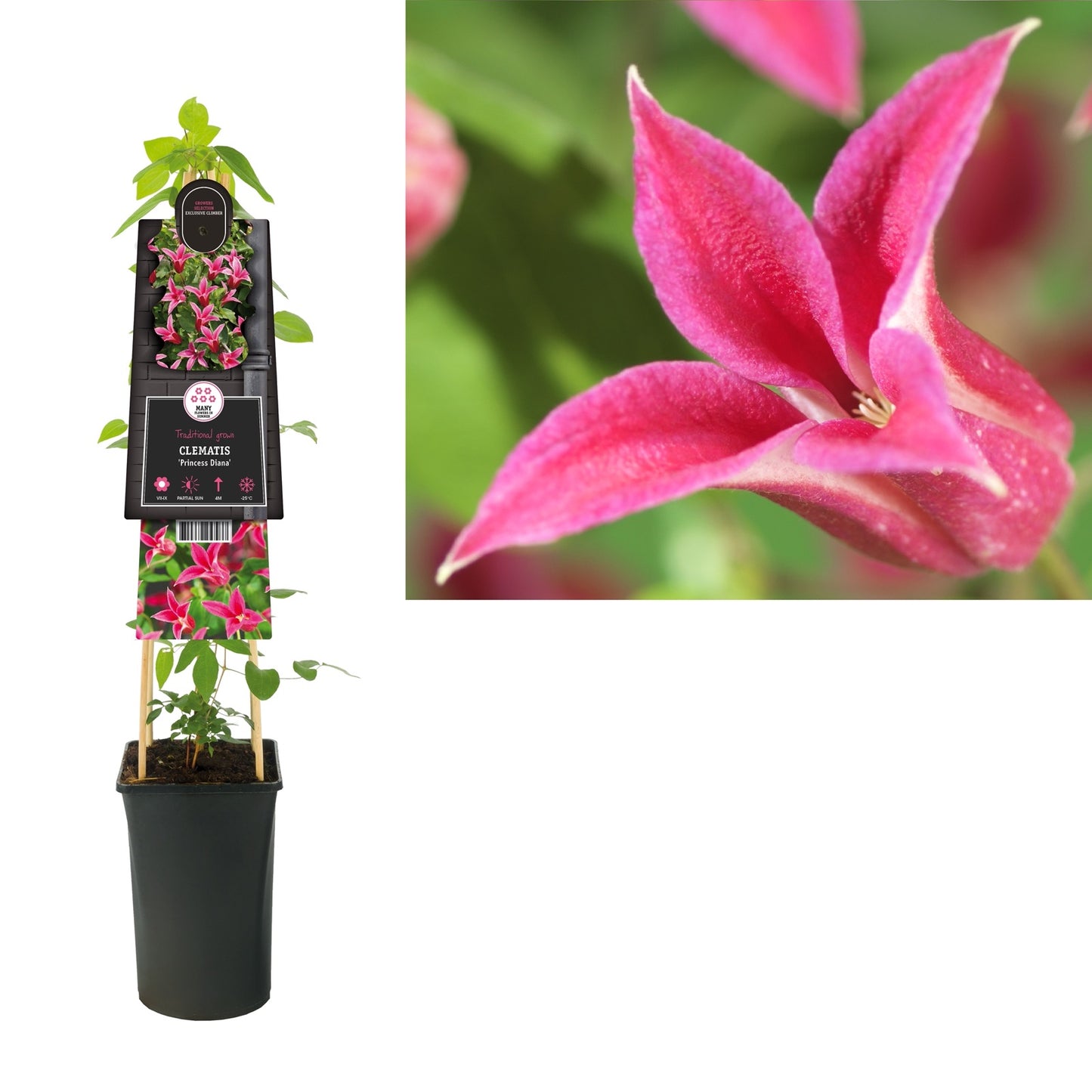 Klimplant Clematis Princess Diana (Bosrank) - Klimplanten