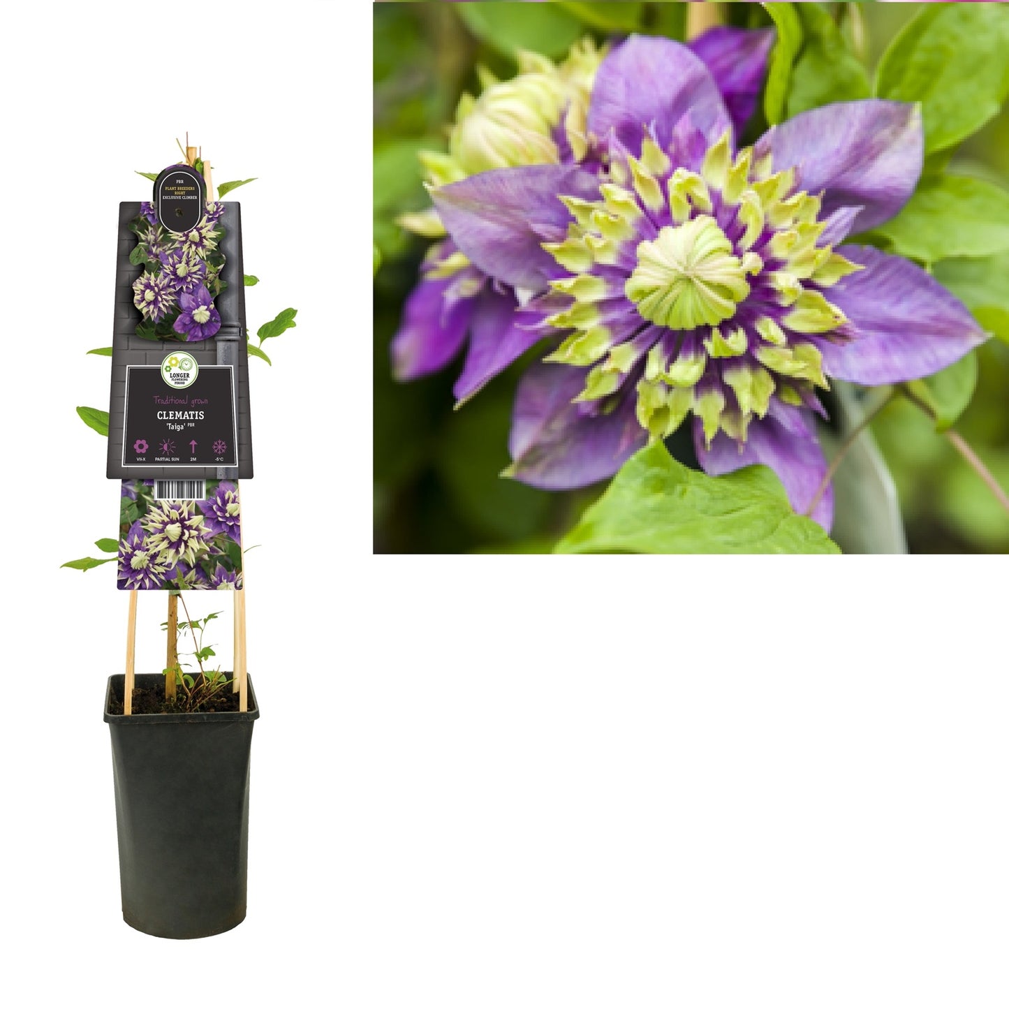 Klimplant Clematis florida Taiga PBR (Bosrank) - Klimplanten