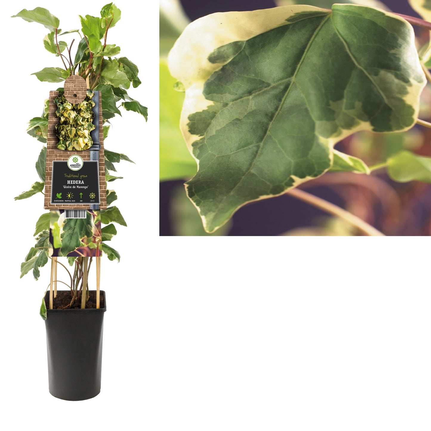Klimop Hedera Gloire de Marengo - Klimplanten