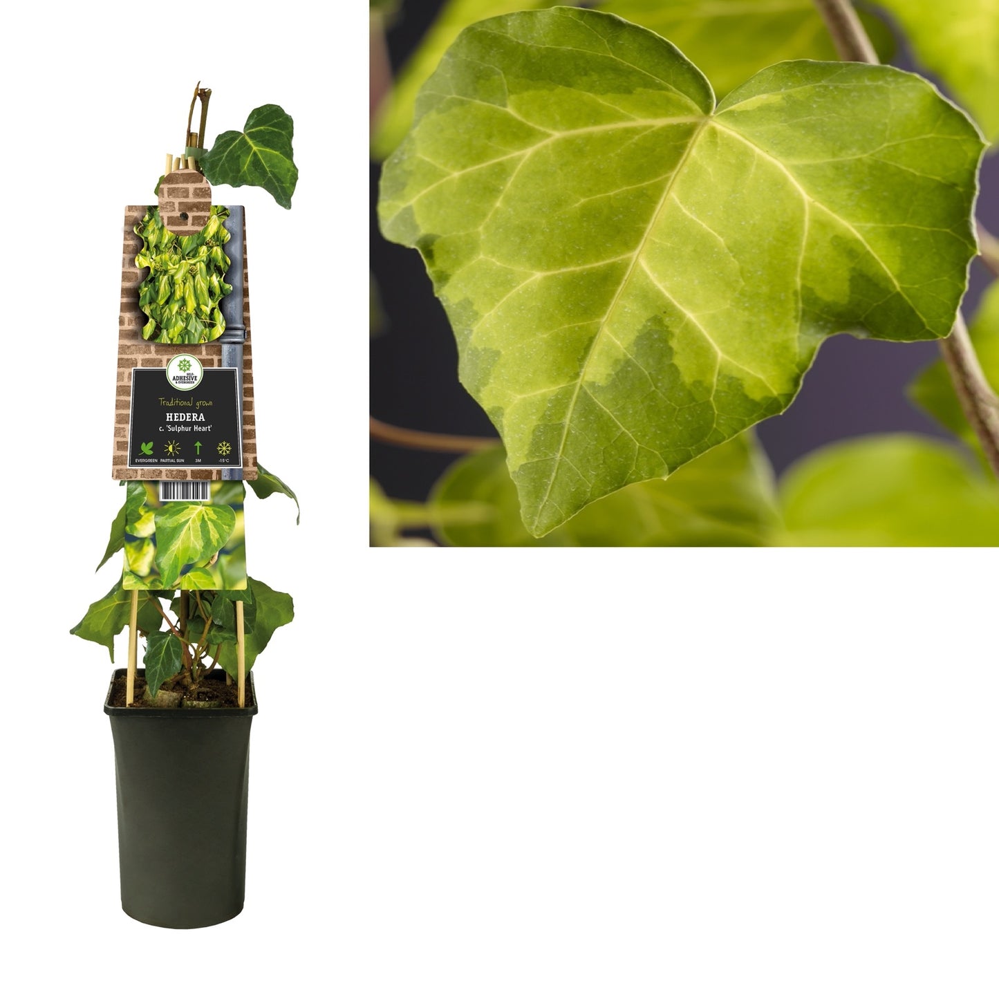 Klimop Hedera c. Sulphur Heart - Klimplanten