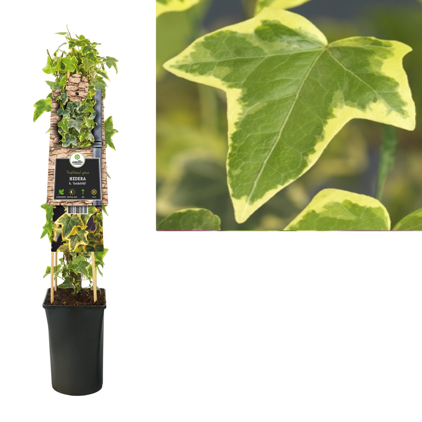 Klimop Hedera h. Goldchild - Klimplanten