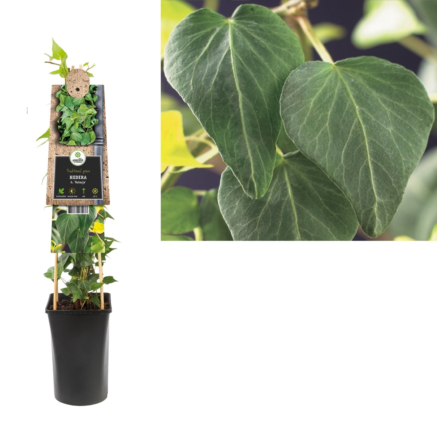 Klimop Hedera h. Natasja - Klimplanten